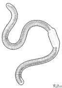 earthworm פּרינטאַבאַל קאַלערינג בלעטער